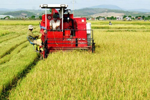 Agricultural sector moves from negative to positive growth   - ảnh 1